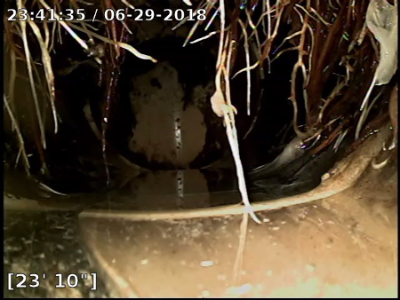 Roots found during a swer scope to illustrate home inspection services.